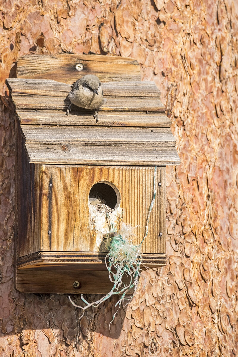 Pygmy_nuthatches_EP_2018_4